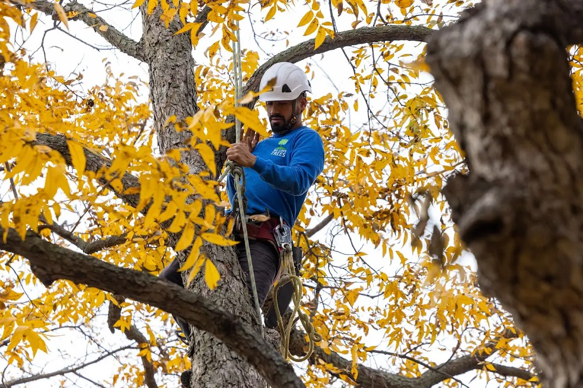 Skilled Tree Transplanting crew working in Chiloquin