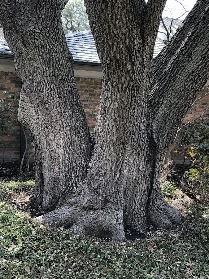 Mature heritage tree close to a Chiloquin property cared for by certified arborists